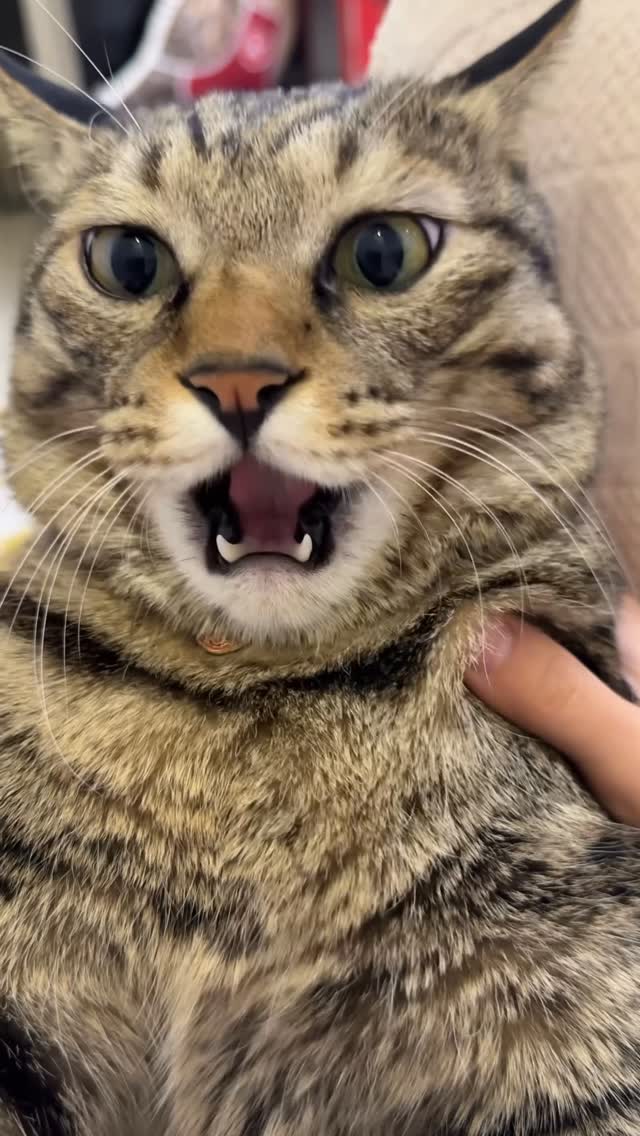 I know what the kitten is going to say.#cats #fyp