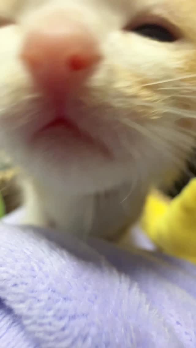 Go！go！go！
#go #猫 #littlecat #cat #fyp #go-cortis #cortis