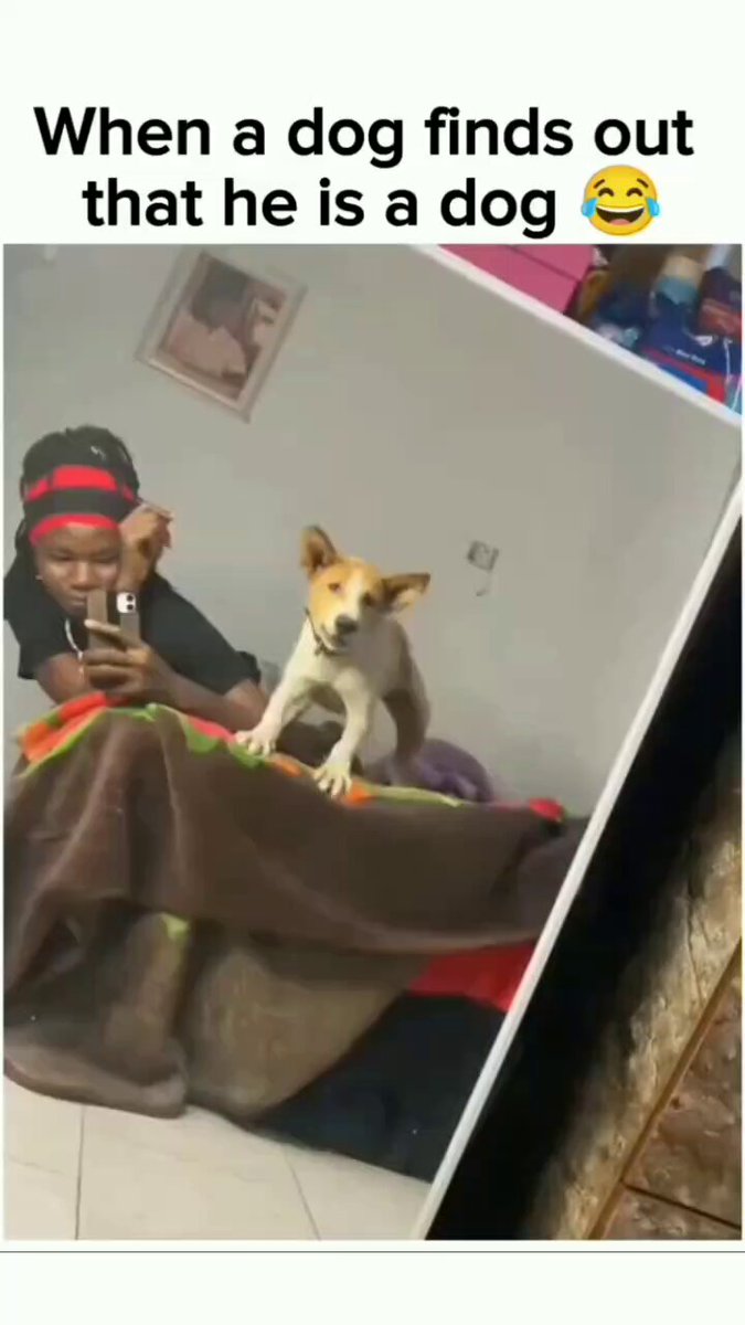 Is it me?😊🐕
#thursday #dog #dogs #animal #animals #love #trending #Viral #life #lives #puppy #straykids #ADOPTDONTSHOP #puppies #rescue #BeKindAlways #pet #pets #smile #happy #fun #funny #comedy #reel #Videos #feedthehungry #tamil #cute #tirupur #motivation #Inspiration https://t.co/KDSDs1ypwL