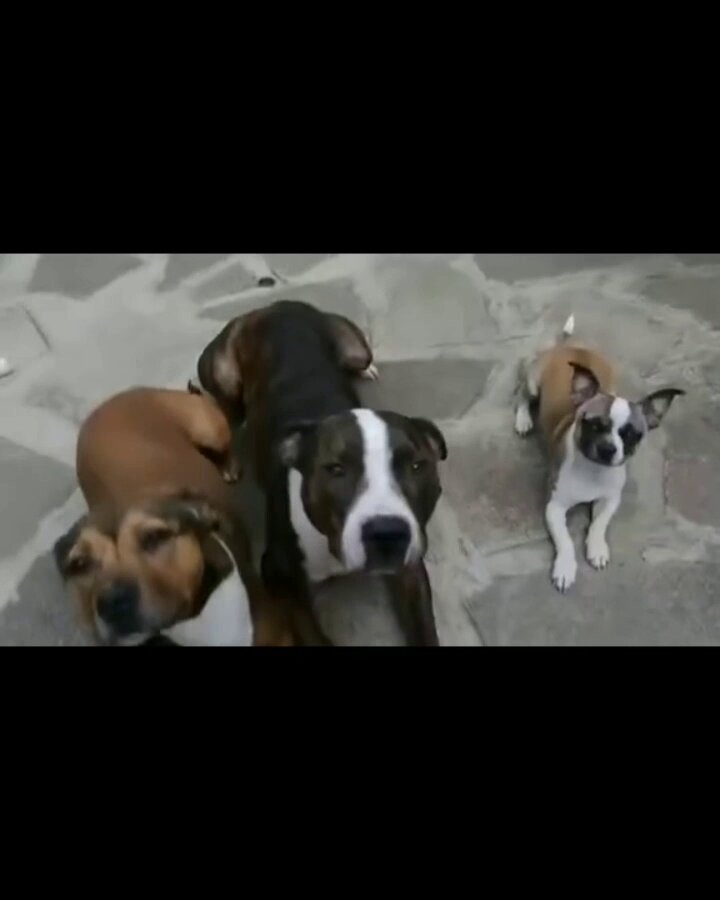 Cute little thief 😊🐕
#friday #dog #dogs #animal #animals #love #trending #Viral #lives #puppy #straykids #ADOPTDONTSHOP #puppies #rescue #BeKindAlways #pet #pets #smile #happy #fun #funny #comedy #reel #Videos #feedthehungry #tamil #cute #tirupur #motivation #Inspiration https://t.co/V7s5oYfS4B