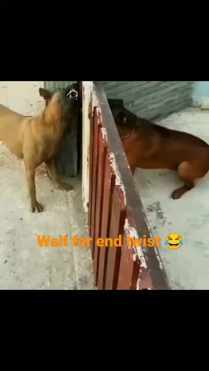 Fight between barricades 😊🐕
#saturday #dog #dogs #animal #animals #love #trending #Viral #life #lives #puppy #straykids #ADOPTDONTSHOP #puppies #rescue #BeKindAlways #pet #pets #smile #happy #fun #funny #comedy #reel #Videos #feedthehungry #tamil #cute #tirupur https://t.co/w1QMPjsQYS