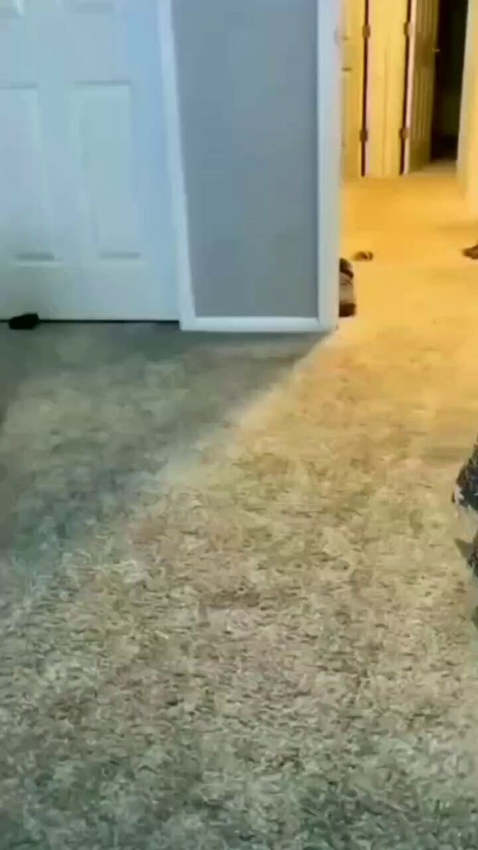 When warden comes 😊🐕

#Monday #dog #dogs #animal #animals #love #trending #Viral #life #lives #puppy #straykids #ADOPTDONTSHOP #puppies #rescue #BeKindAlways #pet #pets #smile #happy #fun #funny #comedy #reel #Videos #feedthehungry #tamil #cute #tirupur https://t.co/k4O9UYHkS2