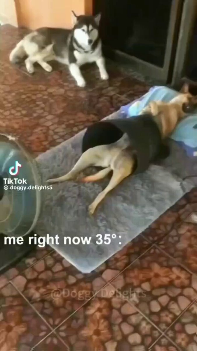 Azhagiya Laila 😊🐕

#saturday #dog #dogs #animal #animals #love #trending #Viral #lives #puppy #straykids #ADOPTDONTSHOP #puppies #rescue #BeKindAlways #pet #pets #smile #happy #fun #funny #comedy #reel #Videos #feedthehungry #tamil #cute #tirupur #motivation #Inspiration https://t.co/HZEp4188K9