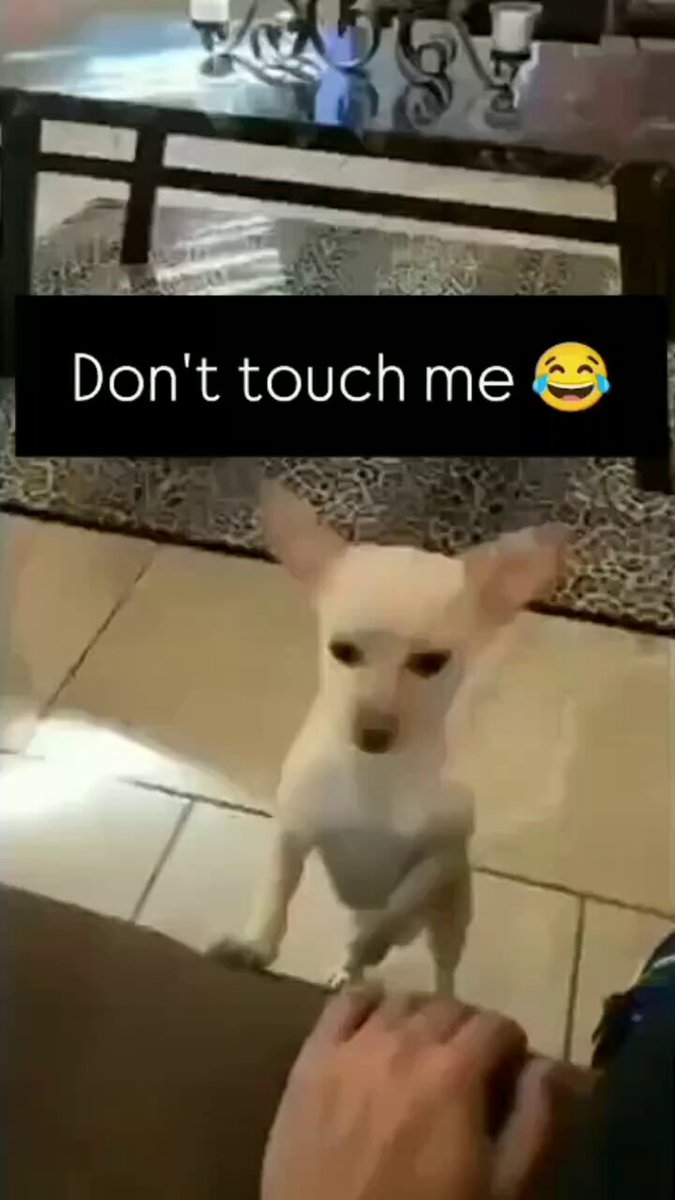 Touch if you can 😊🐕
#Monday #dog #dogs #animal #animals #love #trending #life #lives #puppy #straykids #ADOPTDONTSHOP #puppies #rescue #BeKindAlways #pet #pets #smile #happy #fun #funny #comedy #reel #Videos #feedthehungry #tamil #cute #tirupur #motivation #Inspiration https://t.co/VWrfb6pOYG