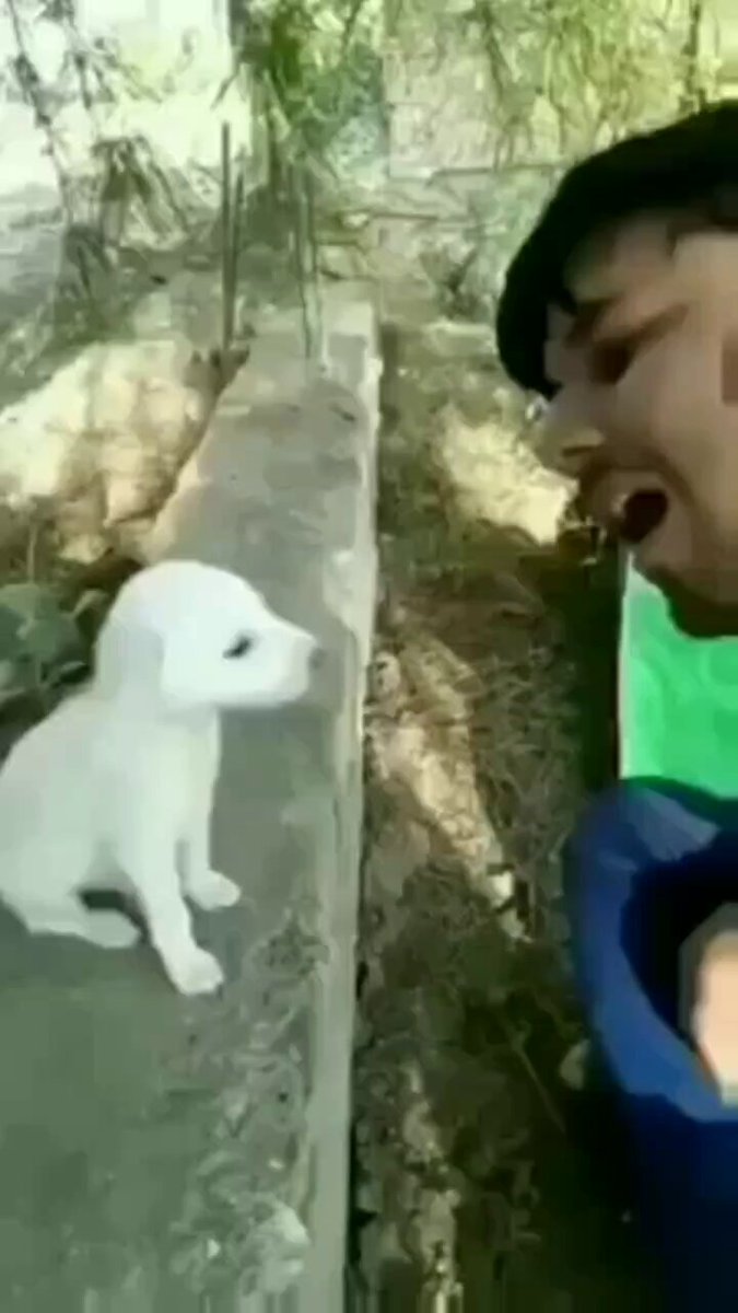 Cute Student 😊🐕

#Tuesday #dog #dogs #animal #animals #love #trending #Viral #life #lives #puppy #straykids #ADOPTDONTSHOP #puppies #rescue #BeKindAlways #pet #pets #smile #happy #fun #funny #comedy #reel #Videos #feedthehungry #tamil #cute #tirupur #motivation #Inspiration https://t.co/tls42oHRfS