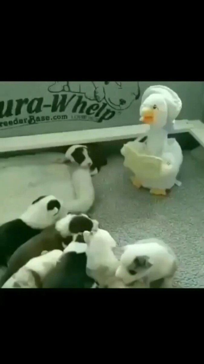 BEDTIME STORIES 😊🐕

#wednesday #dog #dogs #animals #love #trending #lives #puppy #straykids #ADOPTDONTSHOP #puppies #rescue #BeKindAlways #pet #pets #smile #happy #fun #funny #comedy #reel #Videos #feedthehungry #tamil #cute #tirupur #motivation #Inspiration #compassion https://t.co/OG9s7ovAKu