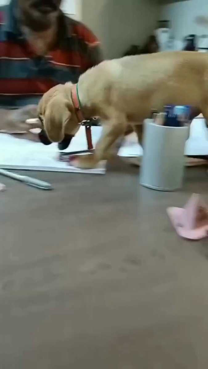 Cute Disturbance 😊🐕

#thursday #dog #dogs #animals #love #trending #lives #puppy #straykids #ADOPTDONTSHOP #puppies #rescue #BeKindAlways #pet #pets #smile #happy #fun #funny #comedy #reel #Videos #feedthehungry #tamil #cute #tirupur #motivation #Inspiration #compassion https://t.co/MKwtw8Dhr8