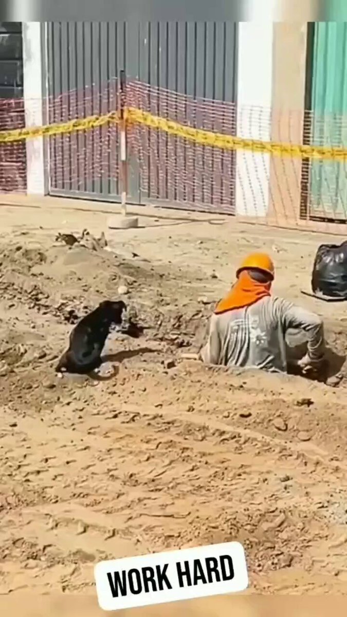 Cute Co-Worker 😊🐕

#Sunday #sundayvibes #dogs  #animals #love #trending #lives #puppy #straykids #ADOPTDONTSHOP #puppies #rescue #BeKindAlways #pet #pets #smile #happy #fun #funny #comedy #reel #Videos #feedthehungry #tamil #cute #tirupur #motivation #Inspiration #compassion https://t.co/xJmLg6wPzA