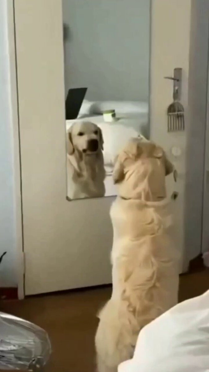 Practicing Angry Face 😊🐕

#Monday #dog #dogs #animal #animals #love #trending #life #lives #puppy #straykids #ADOPTDONTSHOP #puppies #rescue #BeKindAlways #pet #pets #smile #happy #fun #funny #comedy #reel #Videos #feedthehungry #bekind #compassion #cute #tamil #tirupur https://t.co/5NYMnkeXHV