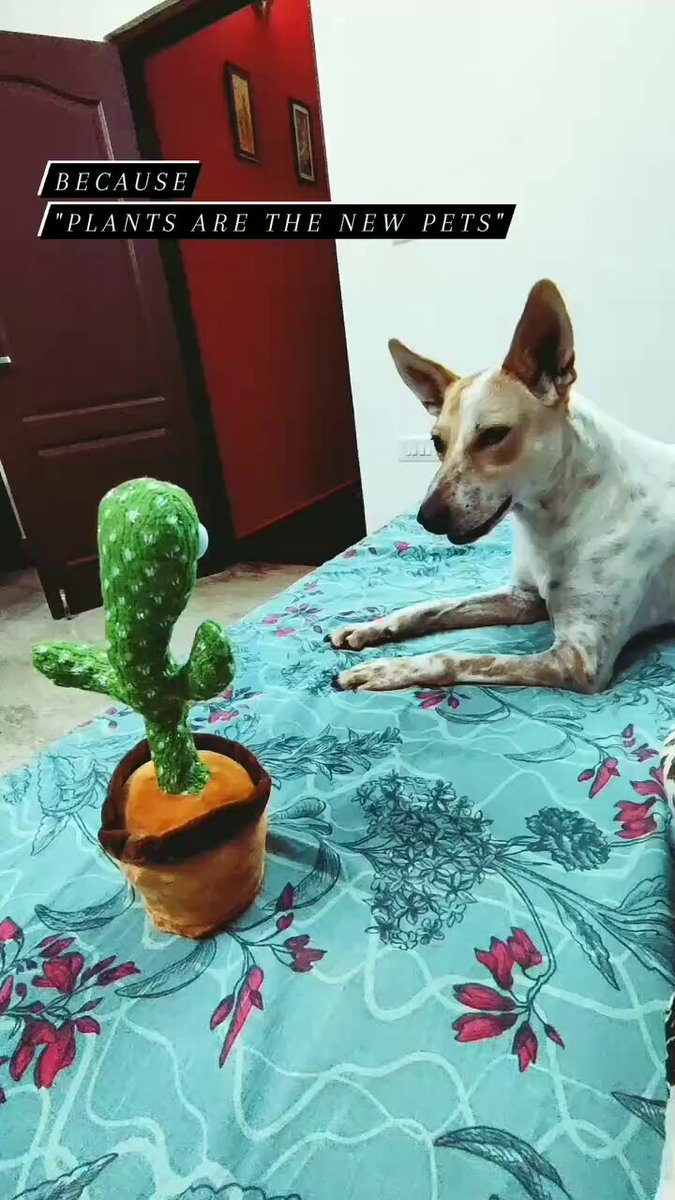 Copy Cat 😊🐕

#wednesday #dog #dogs #animal #animals #love #trending #lives #puppy #straykids #ADOPTDONTSHOP #puppies #rescue #BeKindAlways #pet #pets #smile #happy #fun #funny #comedy #reel #Videos #feedthehungry #bekind #compassion #motivation #Inspiration #tamil #tirupur https://t.co/P8net28lx6