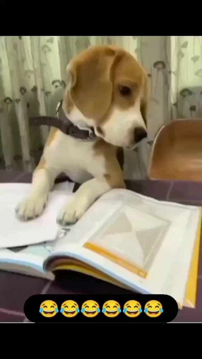 Day before exams 😊🐕
#Monday #dog #dogs #animal #animals #love #trending #lives #puppy #straykids #ADOPTDONTSHOP #puppies #rescue #BeKindAlways #pet #pets #smile #happy #fun #funny #comedy #reel #Videos #feedthehungry #tamil #cute #tirupur #motivation #Inspiration #compassion https://t.co/rVOAer6QsO