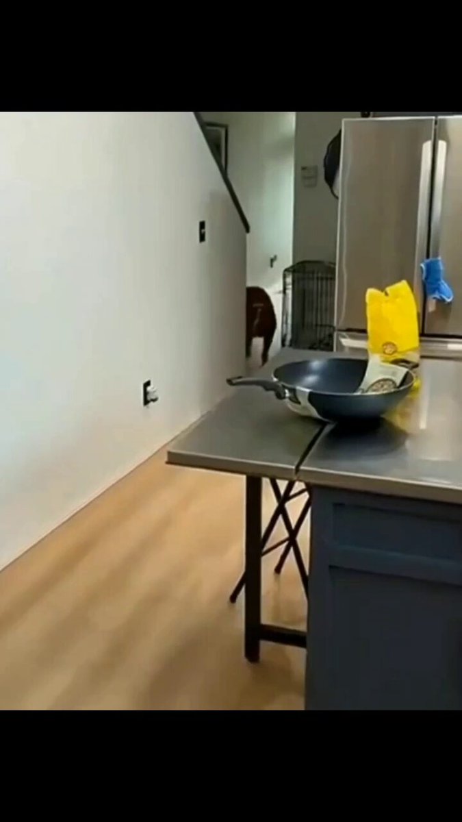 Going to bed 😊🐕

#wednesday #dog #dogs #animal #animals #love #trending #lives #puppy #straykids #ADOPTDONTSHOP #puppies #rescue #BeKindAlways #pet #pets #smile #happy #fun #funny #comedy #reel #Videos #feedthehungry #tamil #cute #tirupur #motivation #Inspiration #compassion https://t.co/SWuGpTIzRW