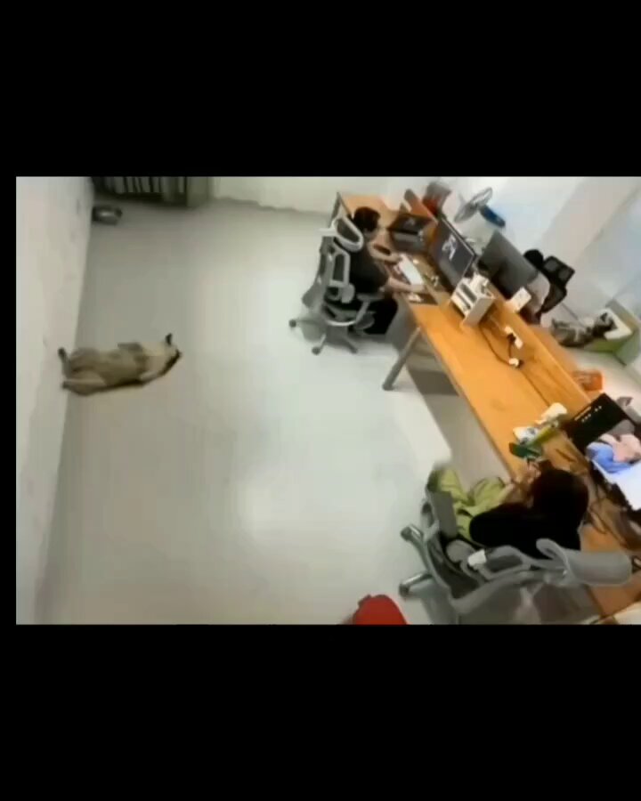 By hearing snacks sound 😊🐕

#dog #dogs #animal #animals #love #trending #Viral #Twitter  #life #lives #puppy #straykids #ADOPTDONTSHOP #puppies #rescue #BeKindAlways #pet #pets #smile #happy #fun #funny #comedy #reel #Videos #feedthehungry #bekind #tamil #cute #tirupur https://t.co/xzUN0EdbuN