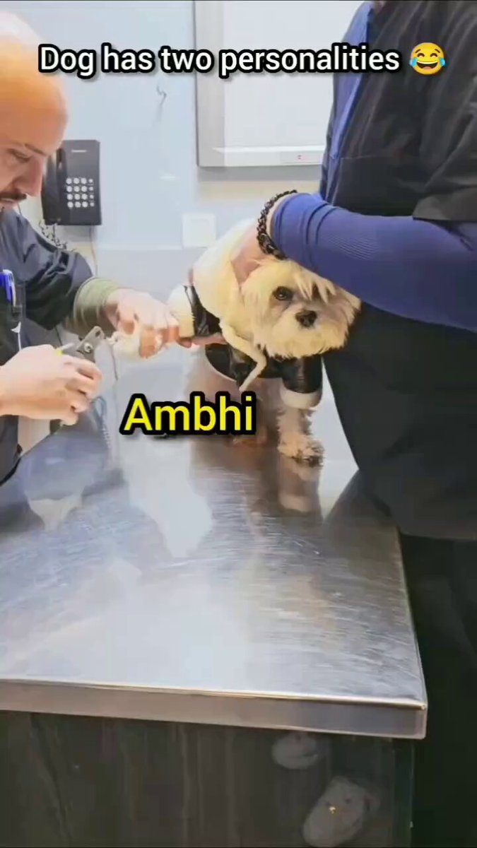 Who am I? 😊🐕

#wednesday #dog #dogs #animals #love #trending #life #lives #puppy #straykids #ADOPTDONTSHOP #puppies #rescue #BeKindAlways #pet #pets #feedthehungry #bekind #compassion #motivation #Inspiration #tamil #tirupur #cute #fun #funny #comedy #reel #Videos #smile https://t.co/LdwP97kA8r