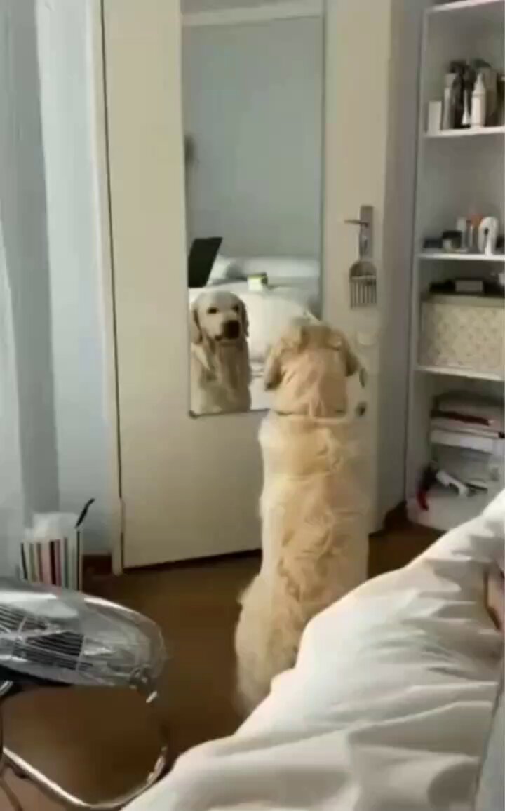 Practicing Angry Face 😊🐕
#thursday #dog #dogs #animal #animals #love #trending #lives #puppy #straykids #ADOPTDONTSHOP #puppies #rescue #BeKindAlways #pet #pets #feedthehungry #bekind #compassion #motivation #Inspiration #tamil #tirupur #fun #funny #comedy #reel #Videos https://t.co/qNscyQuOYU