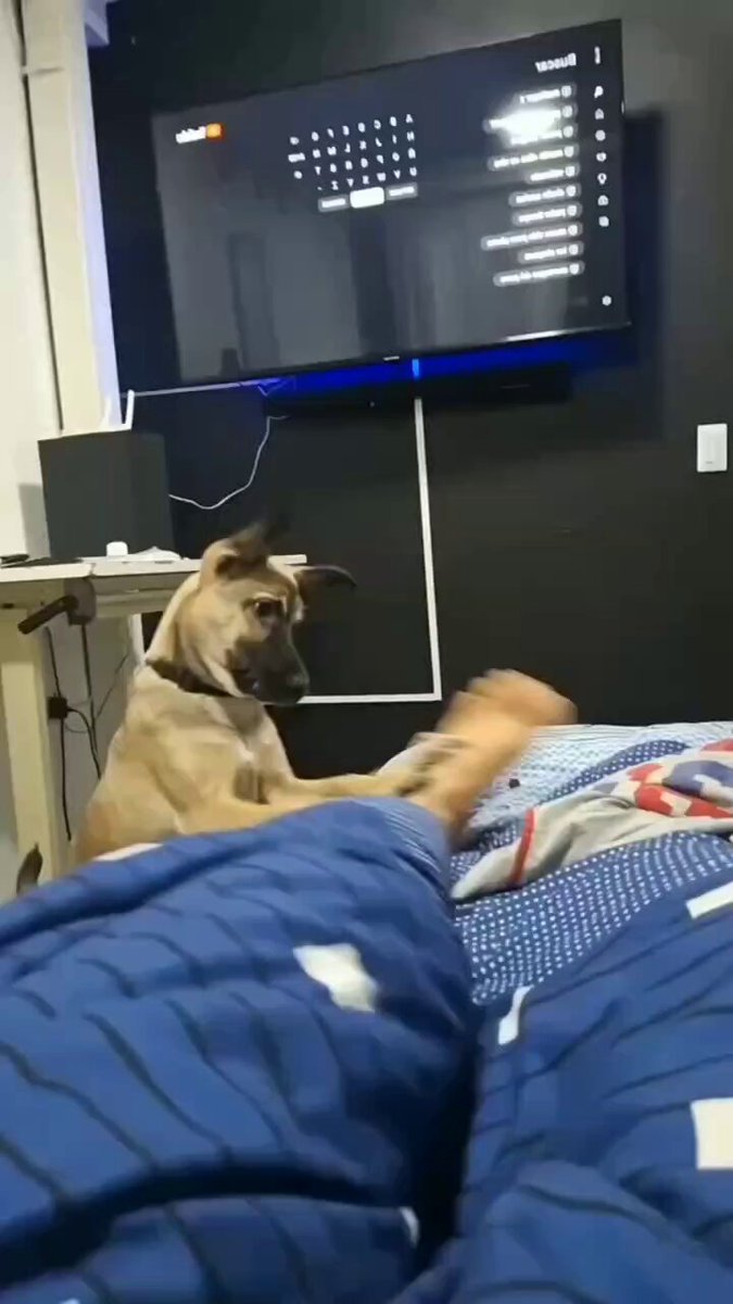 Daily morning mom wake me like 😊🐕
#Monday #dogs #animals #love #trending #Viral #lives #puppy #straykids #ADOPTDONTSHOP #puppies #rescue #BeKindAlways #pet #pets #smile #happy #fun #funny #comedy #reel #Videos #feedthehungry #tamil #cute #tirupur #motivation #Inspiration https://t.co/05dHd0Ta8g