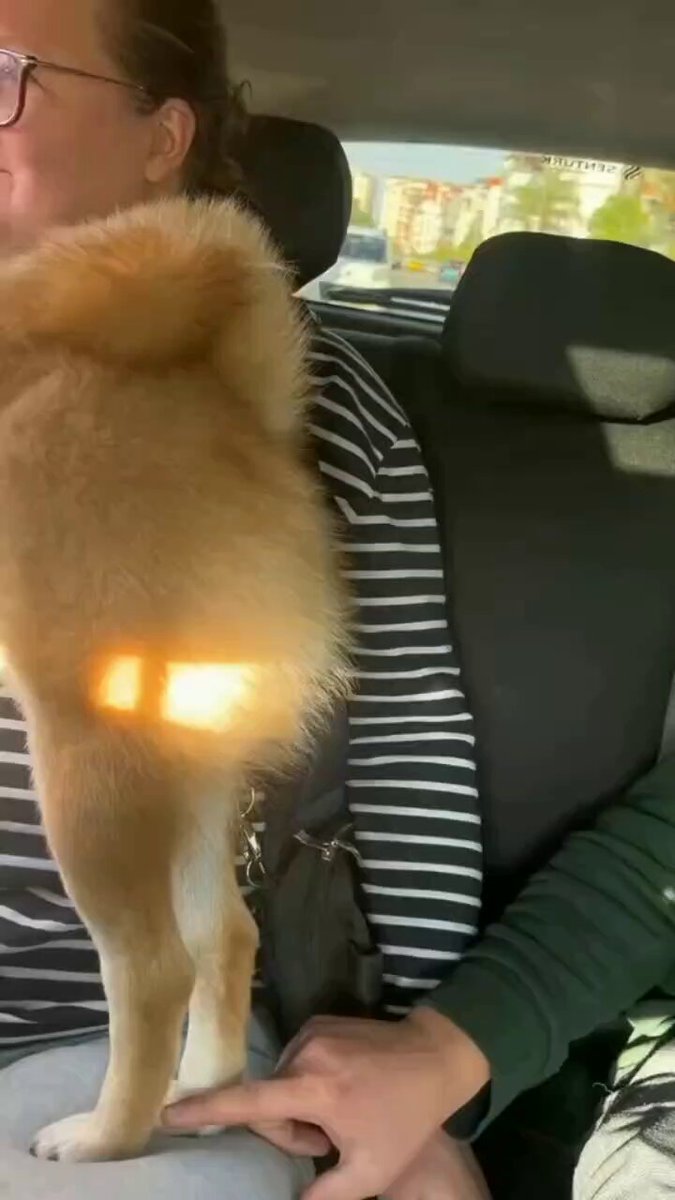 DND Mode 😊🐕

#thursday #dog #dogs #animal #animals #love #trending #lives #puppy #straykids #ADOPTDONTSHOP #puppies #rescue #BeKindAlways #pet #pets #smile #happy #fun #funny #comedy #reel #Videos #feedthehungry #bekind #compassion #motivation #Inspiration #tamil #tirupur https://t.co/XeO2gQhmO2