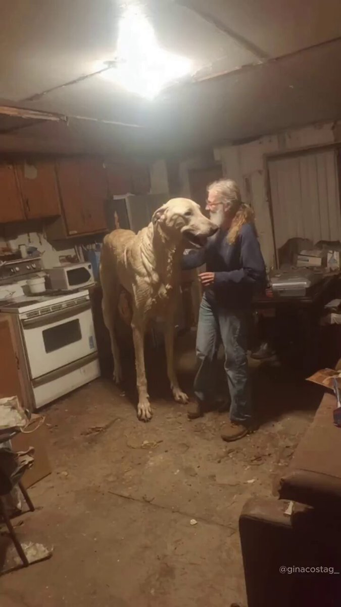 4. Titan, the world's largest dog AI video, this was the most trending video https://t.co/IR09LshX2h