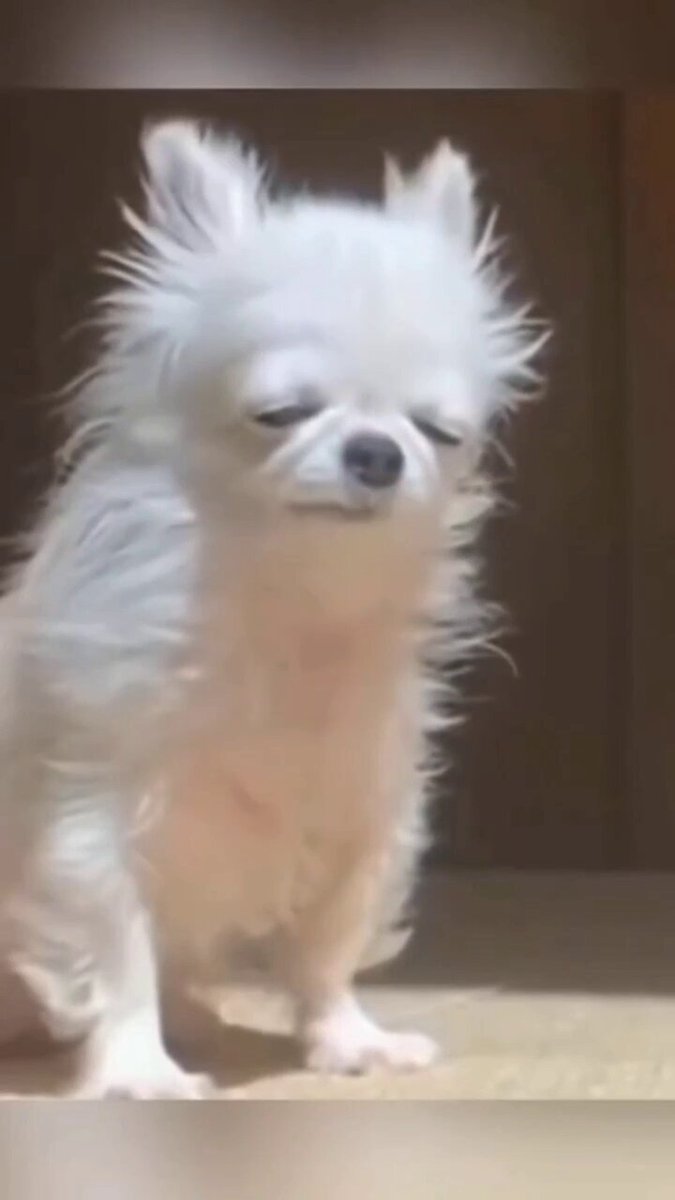 Monday morning's 😊🐕
#Monday #dog #dogs #animal #animals #love #trending
#puppy #straykids #ADOPTDONTSHOP #puppies #rescue #BeKindAlways #pet #pets #smile #happy #fun #funny #comedy #reel #Videos #feedthehungry #bekind #compassion #motivation #Inspiration #tamil #tirupur https://t.co/vQEEeN3mGf