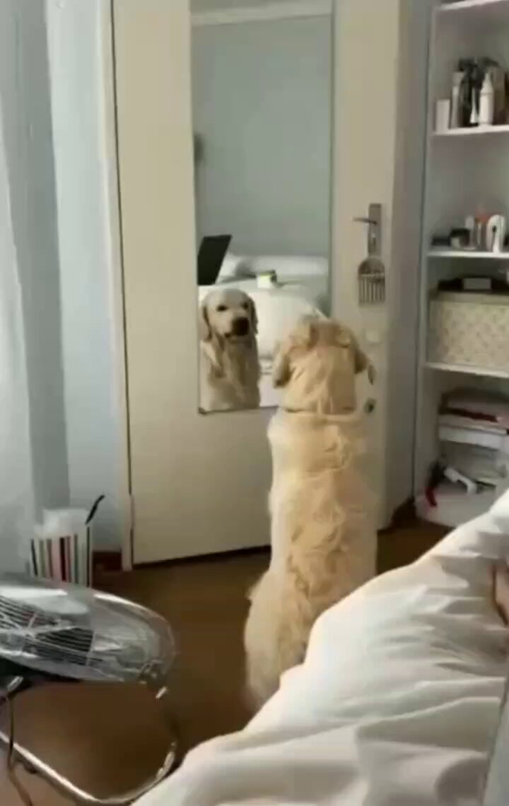 Practicing Angry Face 😊🐕
#wednesday #dogs #animal #animals #love #trending #puppy #straykids #ADOPTDONTSHOP #puppies #rescue #BeKindAlways #pet #pets #smile #happy #fun #funny #comedy #reel #Videos #feedthehungry #bekind #compassion #motivation #Inspiration #tamil #tirupur https://t.co/9fi9mpHfBG