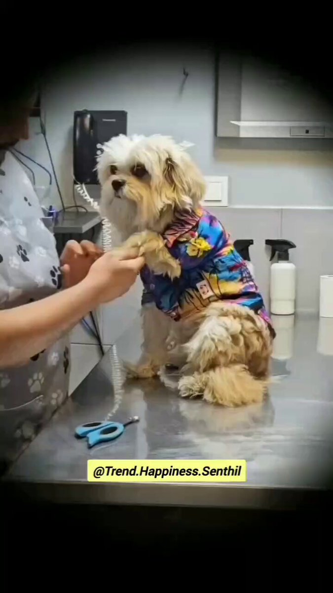 Who am I? 😊🐕

#Sunday #sundayvibes #dog #dogs #animals #love #trending #puppy #straykids #ADOPTDONTSHOP #puppies #rescue #BeKindAlways #pet #pets #smile #happy #fun #funny #comedy #reel #Videos #feedthehungry #bekind #compassion #motivation #Inspiration #tamil #tirupur #cute https://t.co/UiGhZl8aPb