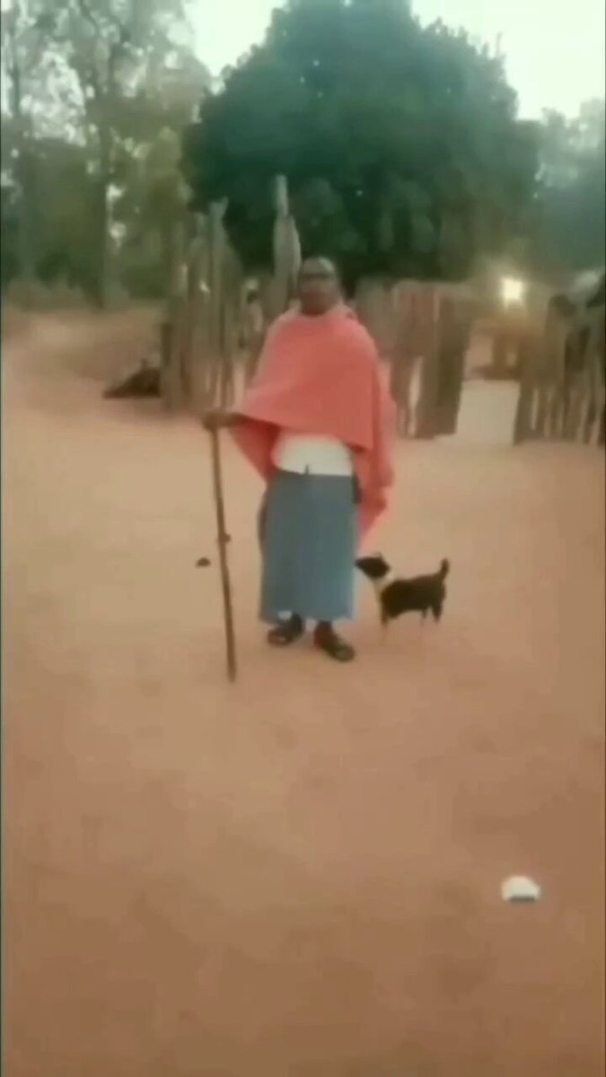 Cute Co-announcer 😊🐕

#Monday #dog #dogs #animal #animals #love #trending 
 #puppy #straykids #ADOPTDONTSHOP #puppies #rescue #BeKindAlways #pet #pets #smile #happy #fun #funny #comedy #reel #Videos #feedthehungry #bekind #compassion #motivation #Inspiration #tamil #tirupur https://t.co/lv5JtJemPc