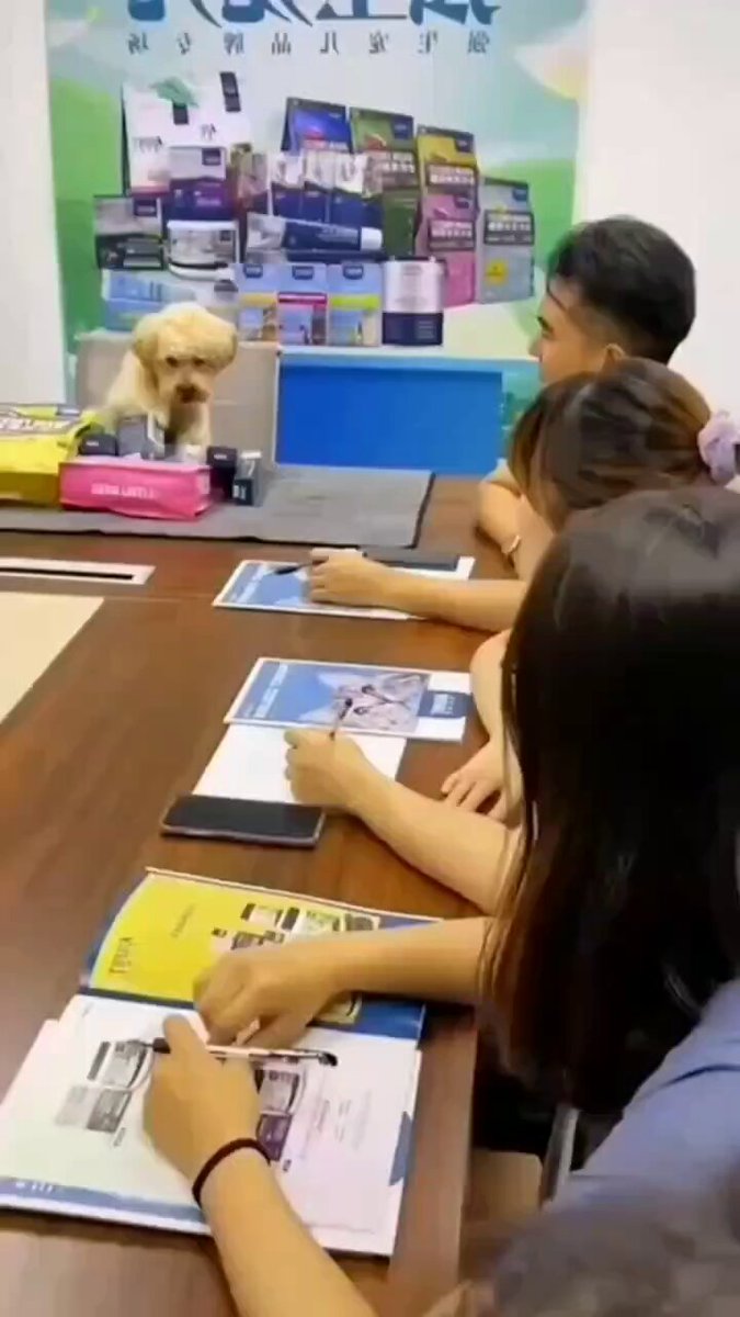 Strict Boss 😊🐕

#tuesday #dog #dogs #animal #animals #love #trending #Viral #life #lives #puppy #straykids #ADOPTDONTSHOP #puppies #rescue #BeKindAlways #pets #rescue #feedthehungry #tamil #cute #tirupur #smile #happy #fun #funny #comedy #Videos #motivation #Inspiration https://t.co/1Wf3tD05t9