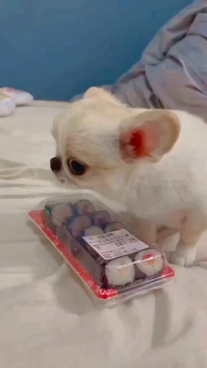 Touch if you can 😊🐕

#thursday #dog #dogs #animal #animals #love #trending #life #lives #puppy #straykids #ADOPTDONTSHOP #puppies #rescue #BeKindAlways #pet #pets #smile #happy #fun #funny #comedy #reel #Videos #feedthehungry #tamil #cute #tirupur #motivation #Inspiration https://t.co/eUHxvqhqw8