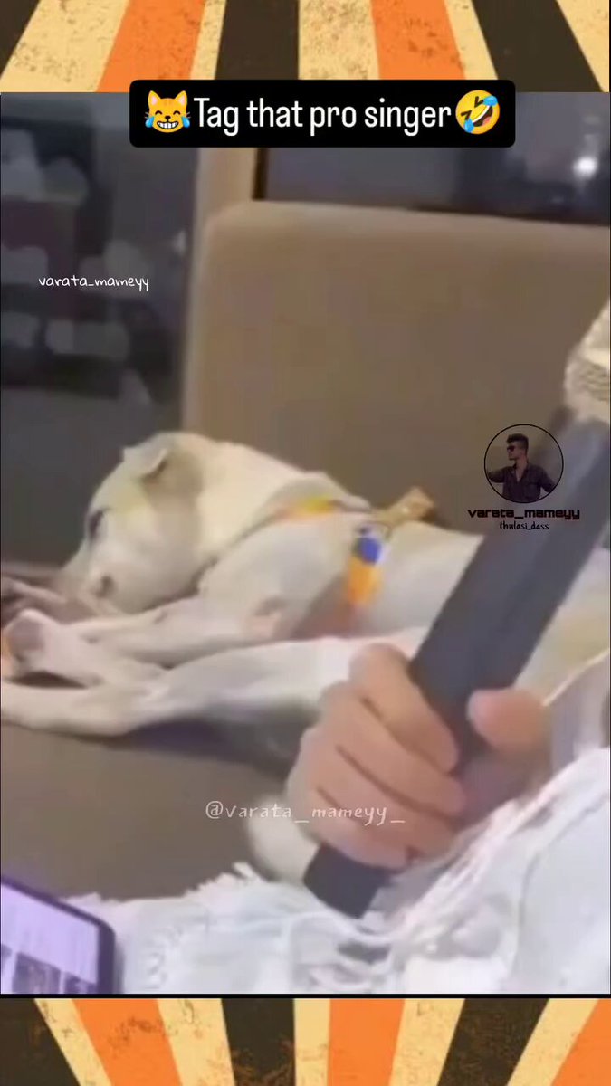 When I'm singing 😊🐕
#Sunday #sundayvibes #dog #dogs #animal #animals #love #trending #Viral #life #lives #puppy #straykids #ADOPTDONTSHOP #puppies #rescue #BeKindAlways #pet #pets #smile #happy #fun #funny #comedy #reel #Videos #feedthehungry #tamil #cute #tirupur https://t.co/O5pW2tZkoj