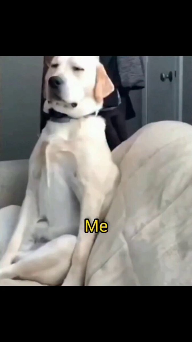 Monday morning's 😊🐕
#Monday #dog #dogs #animal #animals #love #trending #puppy #straykids #ADOPTDONTSHOP #puppies #rescue #BeKindAlways #pet #pets #smile #happy #fun #funny #comedy #reel #Videos #feedthehungry #bekind #compassion #motivation #Inspiration #tamil #tirupur https://t.co/o9UBzwksHf